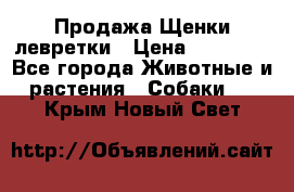 Продажа Щенки левретки › Цена ­ 40 000 - Все города Животные и растения » Собаки   . Крым,Новый Свет